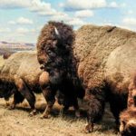 National Bison Day - Tag der Bisons in den USA. Kuriose Feiertage - erster Samstag im November © 2019 Sven Giese
