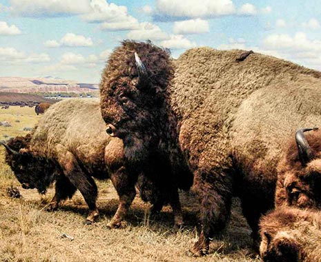 National Bison Day - Tag der Bisons in den USA. Kuriose Feiertage - erster Samstag im November © 2019 Sven Giese