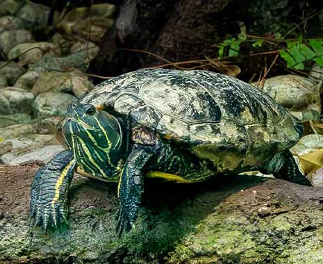turtle adoption day usa 2023 sven giese featured