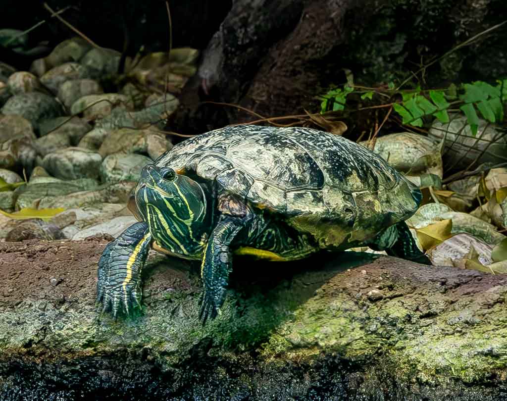  Nahaufnahme einer Schildkröte, die auf einem Baumstamm ruht, umgeben von Steinen und Pflanzen.