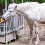 National Day of the Horse - Tag der Pferdes in den USA. Kuriose Feiertage - 13. Dezember © 2022 Sven Giese