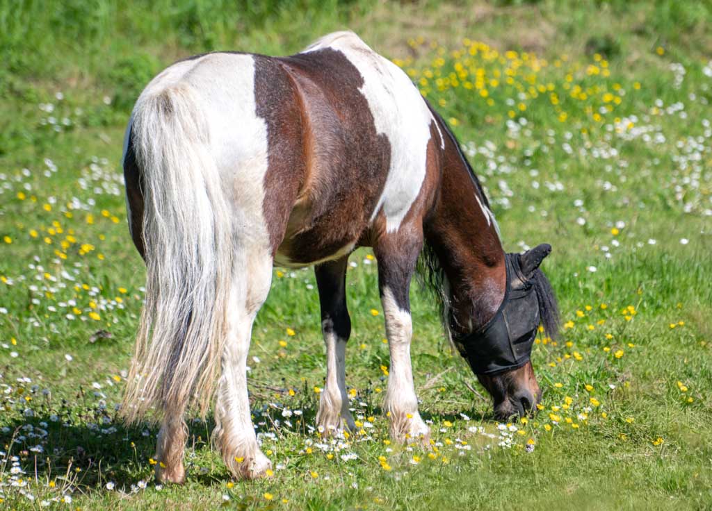 Braun-weißes Pony mit Fliegenschutzmaske frisst auf einer Wiese voller Gänseblümchen und Löwenzahn.