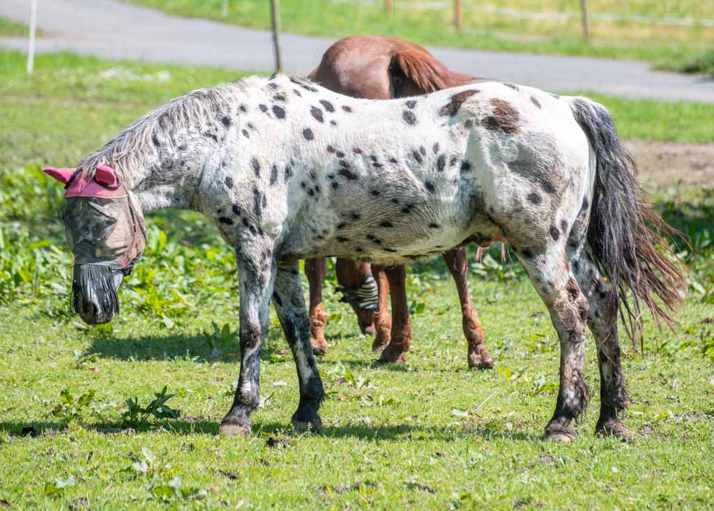 National Day of the Horse – Tag des Pferdes in den USA. Kuriose Feiertage - 13. Dezember © 2024 Sven Giese – Bild 3 Geflecktes Pferd mit Fliegenschutzmaske grast auf einer Weide mit weiteren Pferden im Hintergrund.