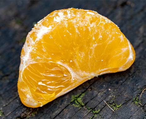 tag der mandarine kuriose feiertage 2026 sven giese featured