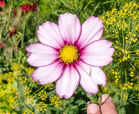 World Environmental Education Day - Welttag der Umweltbildung. Kuriose Feiertage - 26. Januar © 2020 Sven Giese