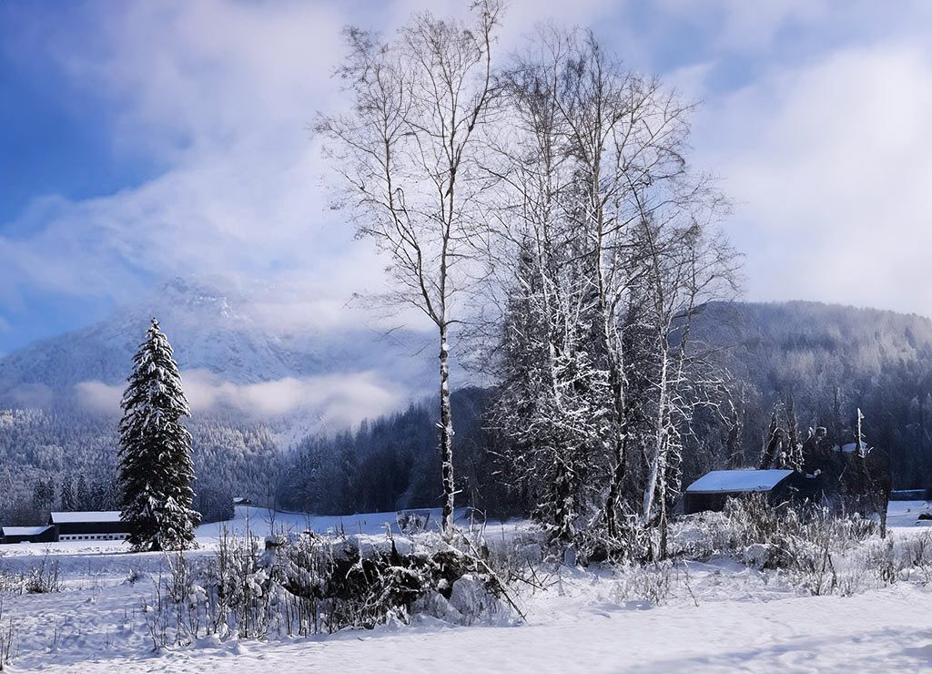 Verschneite Landschaft mit kahlen Birken und Tannen vor schneebedeckten Bergen im Hintergrund.