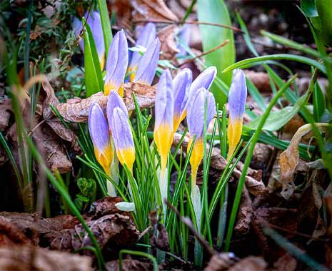 dragobete rumänien kuriose feiertage 2025 sven giese featured