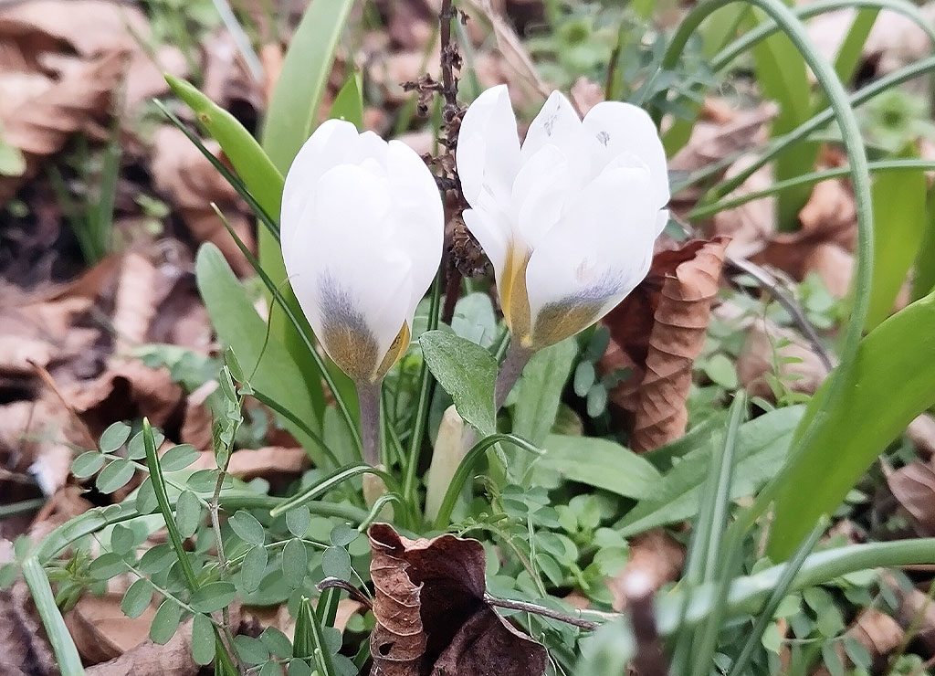 Dragobete – Tag der Liebenden in Rumänien. Kuriose Feiertage - 24. Februar © 2025 Sven Giese – Bild 2 Zwei weiße Krokusse mit dunklen Spitzen blühen zwischen frischem Grün und vertrockneten Blättern.