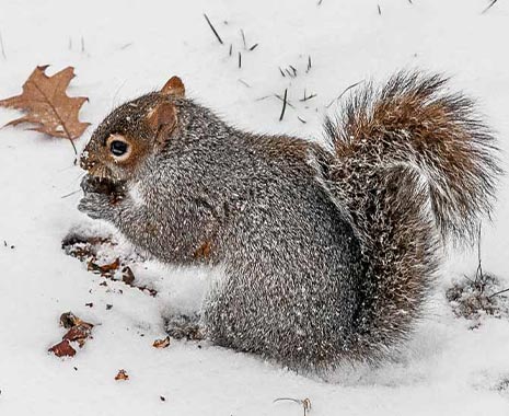 Fütterung-der-Waldtiere-Tag – der polnische Dzien Dokarmiania Zwierzyny Lesnej. Kuriose Feiertage - 11. Februar © 2020 Sven Giese