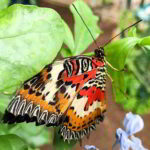 Learn About Butterflies Day - Lerne-mehr-über-Schmetterlinge-Tag in den USA. Kuriose Feiertage - 14. März © 2019 Dietmar Giese