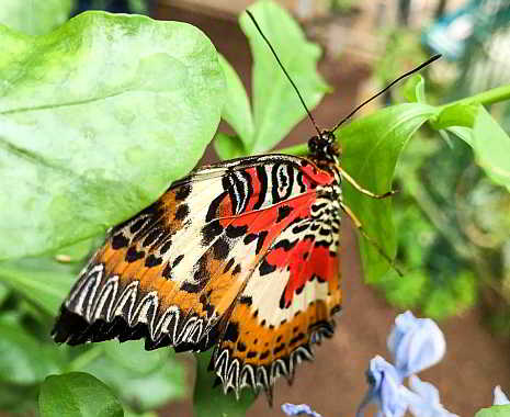 Learn About Butterflies Day - Lerne-mehr-über-Schmetterlinge-Tag in den USA. Kuriose Feiertage - 14. März © 2019 Dietmar Giese