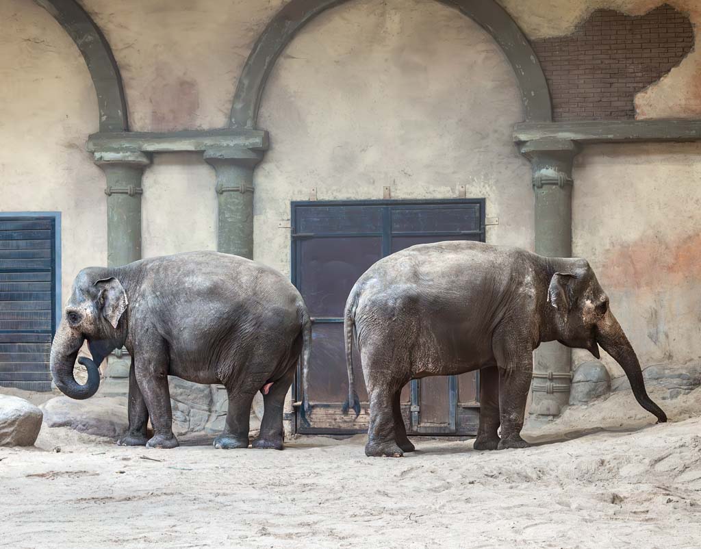 Tag des Elefanten in Thailand – National Thai Elephant Day. Kuriose Feiertage - 13. März © 2024 Sven Giese – Bild 3 Zwei Asiatische Elefanten stehen in einem Zoo auf Sandboden innerhalb eines Elefantenhauses.