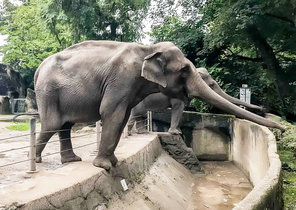 Asiatische Elefanten in einem Zoo steht mit den Vorderbeinen auf der Begrenzung und streckt den Rüssel.