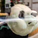 Panda Day - Tag des Pandas in den USA. Kuriose Feiertage - 16. März © 2019 Sven Giese