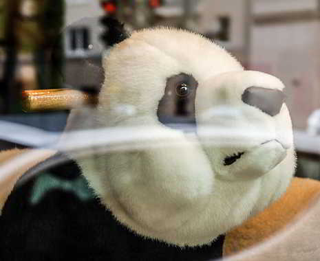 Panda Day - Tag des Pandas in den USA. Kuriose Feiertage - 16. März © 2019 Sven Giese