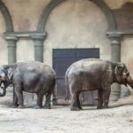 thai elephant day 2024 sven giese featured