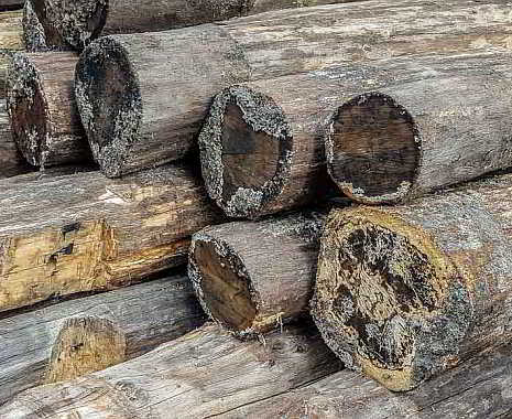 World Wood Day - der internationale Welttag des Holzes. Kuriose Feiertage - 21. März © 2019 Sven Giese
