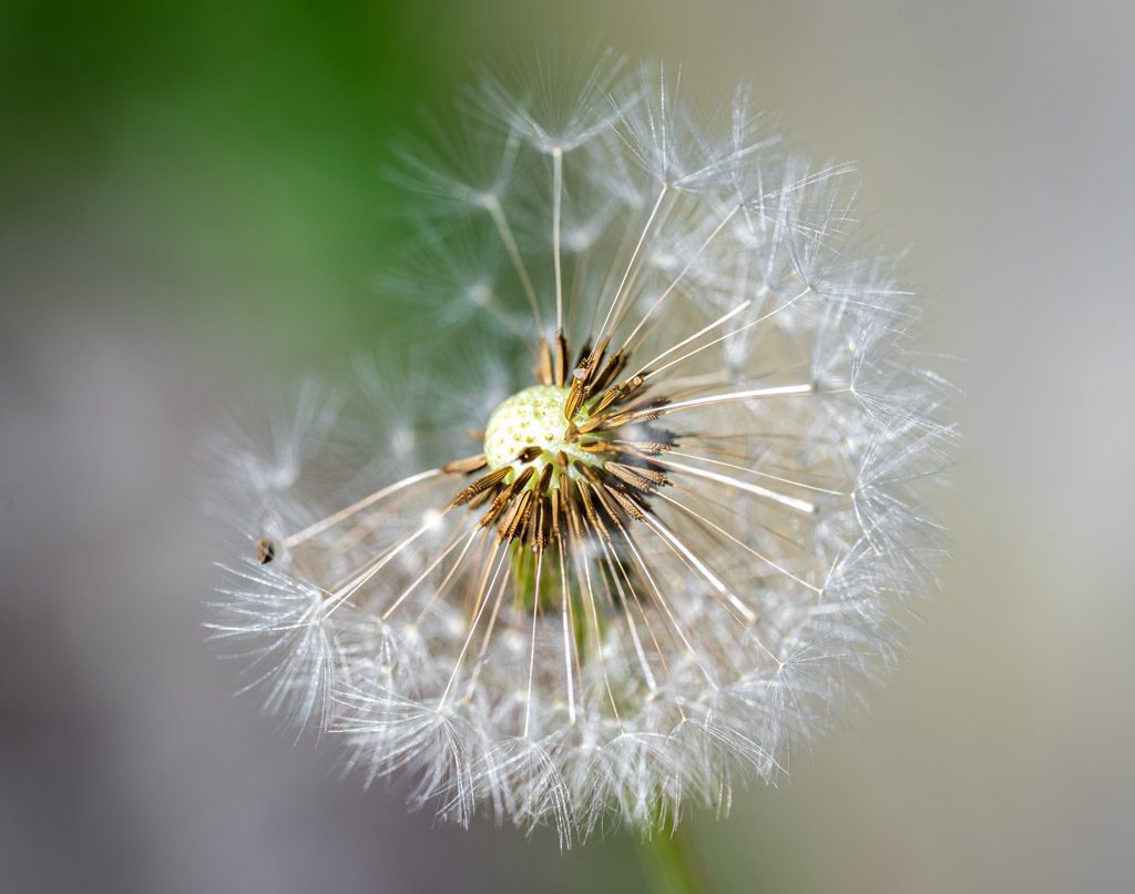 Nahaufnahme einer Pusteblume: feine Schirmchen umkreisen den Samenstand, Hintergrund weich grün.