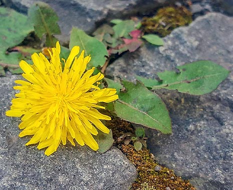 National Dandelion Day - Tag des Löwenzahns in den USA. Kuriose Feiertage - 5. April © 2020 Sven Giese