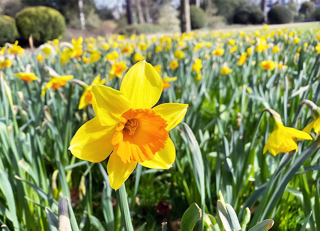 National Gardening Day - Tag des Gärtnerns in den USA. Kuriose Feiertage - 14. April © 2021 Dietmar Giese Einzelne gelbe Narzisse im Fokus vor einem weitläufigen Feld voller Blüten im Frühling.