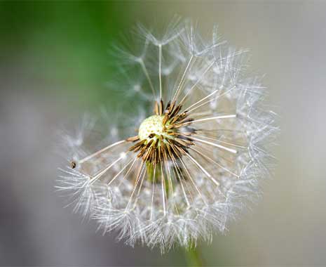 tag des löwenzahns in den usa kuriose feiertage 2026 sven giese featured