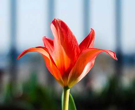 World Parkinson's Day - Welt-Parkinson-Tag. Kuriose Feiertage - 11. April © 2019 Sven Giese