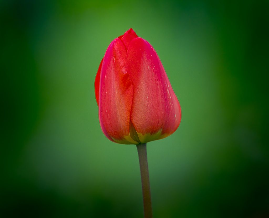 Rote Tulpe mit geschlossenen Blütenblättern vor einem unscharfem, dunkelgrünen Hintergrund.
