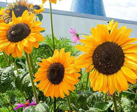 International Sunflower Guerrilla Gardening Day. Kuriose Feiertage - 1. Mai © 2020 Sven Giese