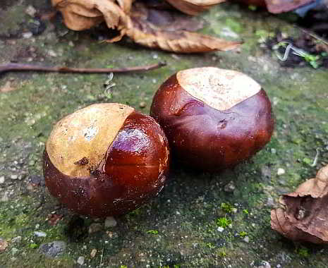 Internationaler Tag des Waldkindergartens. Kuriose Feiertage - 3. Mai © 2019 Sven Giese