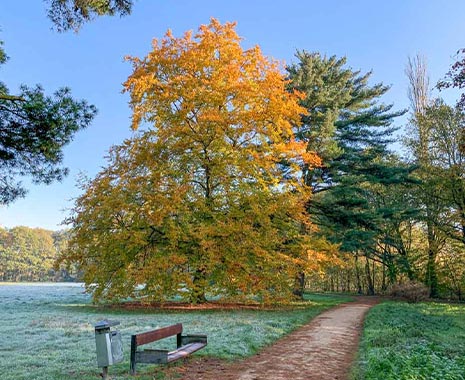 National Love a Tree Day - Ich-mag-Bäume-Tag in den USA. Kuriose Feiertage - 16. Mai (c) 2020 Dietmar Giese