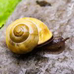 National Escargot Day - Tag der Weinbergschnecke in den USA. Kuriose Feiertage - 24. Mai © 2019 Sven Giese