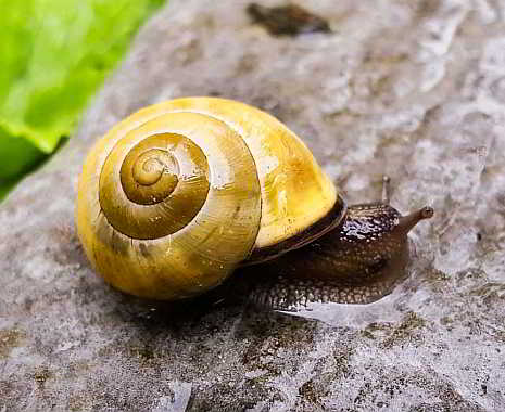 National Escargot Day - Tag der Weinbergschnecke in den USA. Kuriose Feiertage - 24. Mai © 2019 Sven Giese