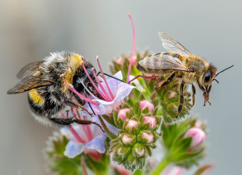 Eine Hummel und eine Biene sammeln Nektar an einer Blüte. World Bee Day – Weltbienentag. Kuriose Feiertage - 20. Mai © 2024 Sven Giese – Bild 5 Hummel und Biene sitzen nebeneinander auf einer Blüte und sammeln gemeinsam Nektar.