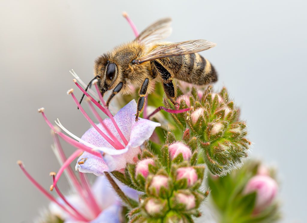 World Bee Day – Weltbienentag. Kuriose Feiertage - 20. Mai © 2024 Sven Giese – Bild 3 Honigbiene sitzt seitlich auf rosavioletter Blüte und saugt Nektar aus den Staubblättern.