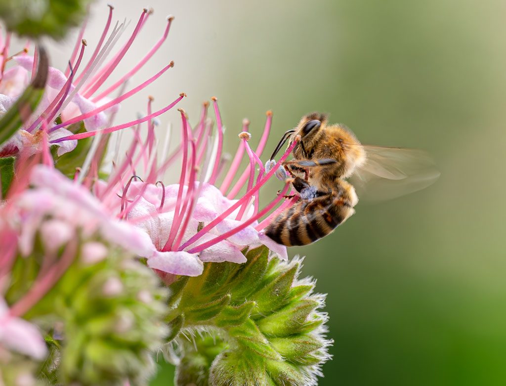 Honigbiene fliegt an rosafarbene Blüte heran und sammelt Nektar mit ausgestrecktem Rüssel.
