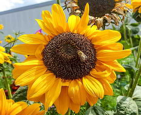 World Bee Day - Weltbienentag. Kuriose Feiertage - 20. Mai © 2019 Sven Giese