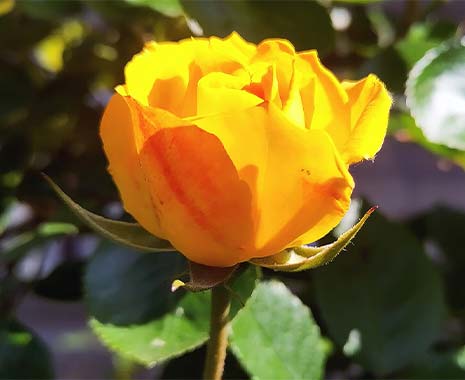 yellow day südkorea 2024 sven giese featured