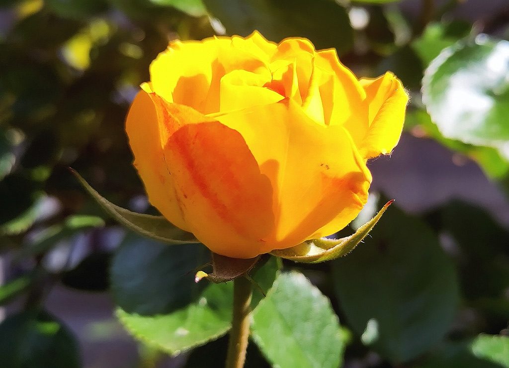Yellow Day – Tag der gelben Rosen in Südkorea. Kuriose Feiertage - 14. Mai © 2024 Sven Giese – Bild 1 Gelbe Rose mit orangefarbenem Streifen bei Sonnenlicht, im Hintergrund grüne Blätter.