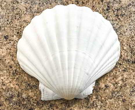 Jakobstag. Kuriose Feiertage - 25. Juli © 2019 Dietmar Giese