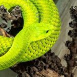 world snake day kuriose feiertage 2024 sven giese featured