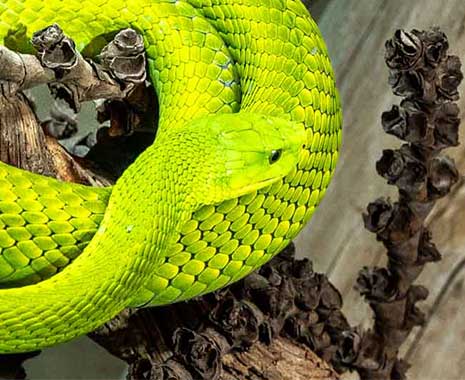 world snake day kuriose feiertage 2024 sven giese featured