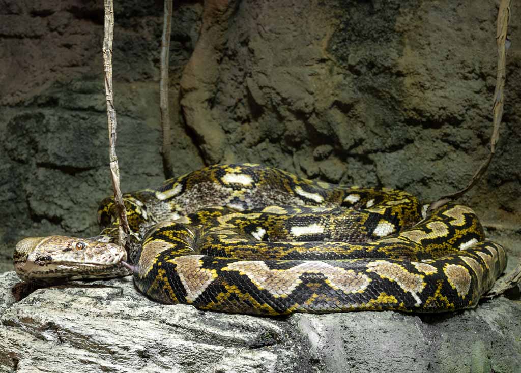 Große Würgeschlange mit Muster liegt auf Felsen in einem Terrarium.