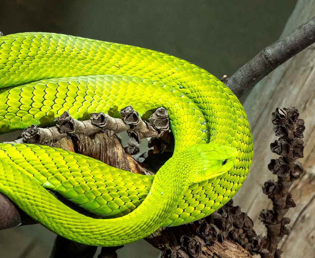 World Snake Day – Welttag der Schlange. Kuriose Feiertage - 16. Juli © 2024 Sven Giese – Bild 4 Leuchtend grüne Schlange auf einem Ast mit strukturierten Schuppen.