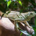 world lizard day 2023 sven giese featured