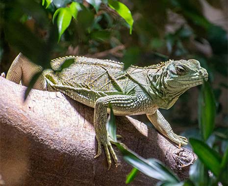 world lizard day 2023 sven giese featured