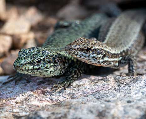 world lizard day kuriose feiertage 2026 sven giese fratured