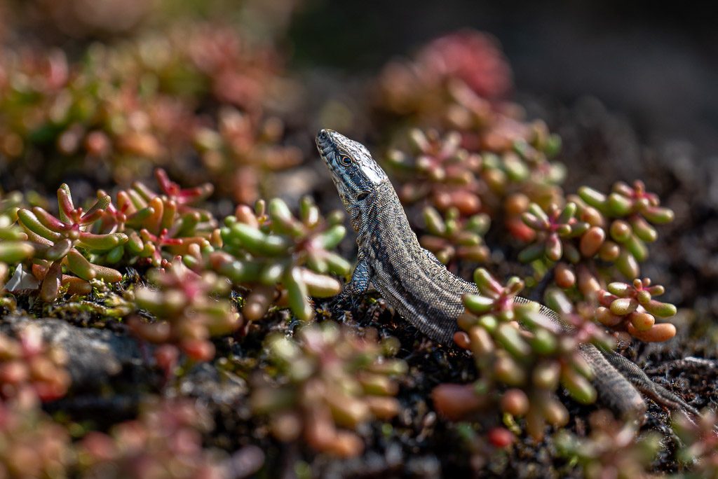 World Lizard Day – Welttag der Eidechsen. Kuriose Feiertage – 14. August © 2025 Sven Giese – Bild 2 Schlanke Eidechse zwischen bunten Sukkulenten auf einem dunklen, felsigen Untergrund.