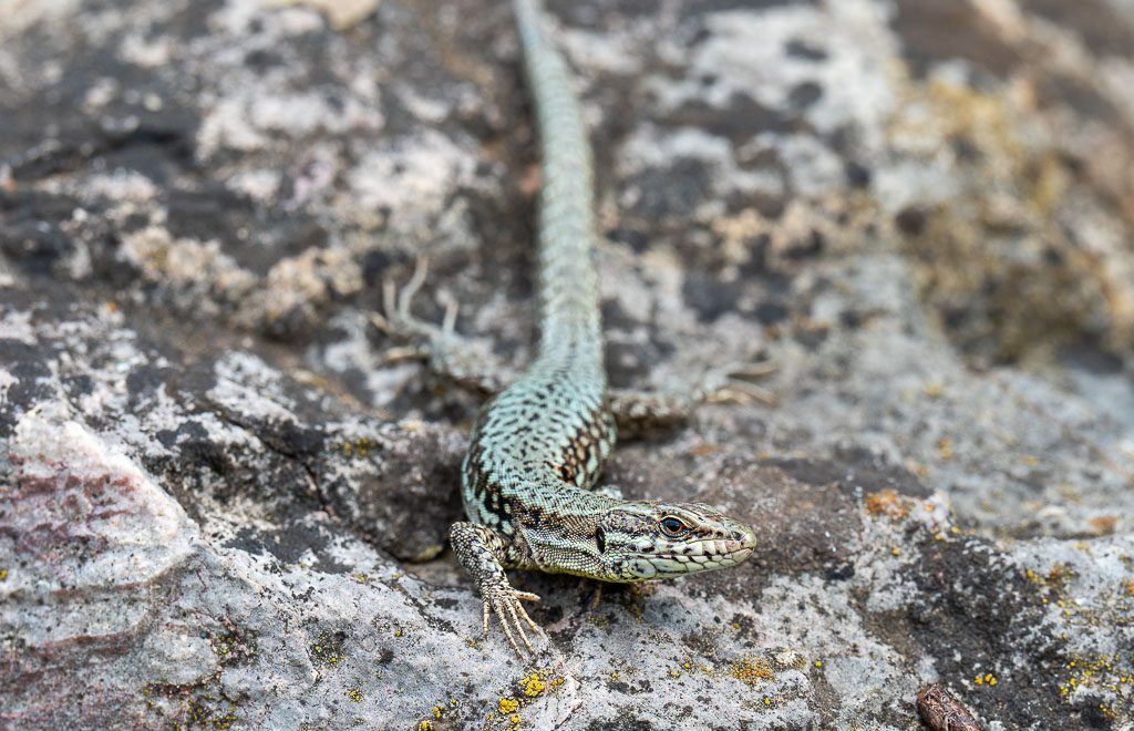 World Lizard Day – Welttag der Eidechsen. Kuriose Feiertage – 14. August © 2025 Sven Giese – Bild 3 Grünlich schimmernde Eidechse liegt auf grauem Felsen und blickt nach vorne.