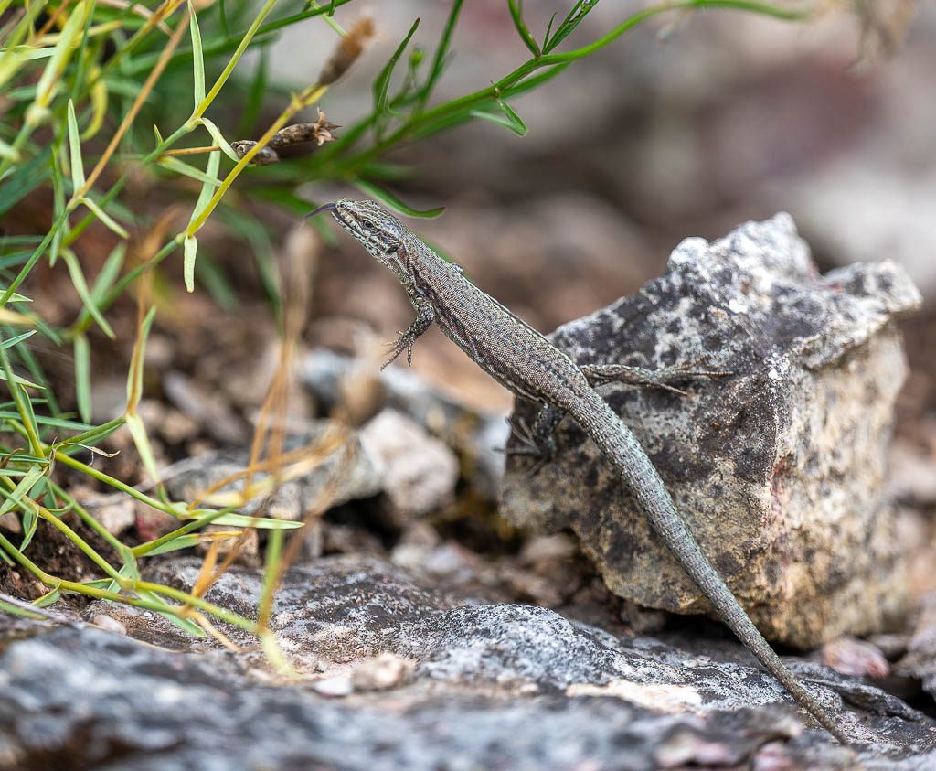 World Lizard Day – Welttag der Eidechsen. Kuriose Feiertage – 14. August © 2025 Sven Giese – Bild 4 Kleine braune Eidechse sitzt auf grauem Stein und streckt ihre gespaltene Zunge heraus.
