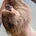 international sloth day kuriose feiertage 2025 sven giese featured